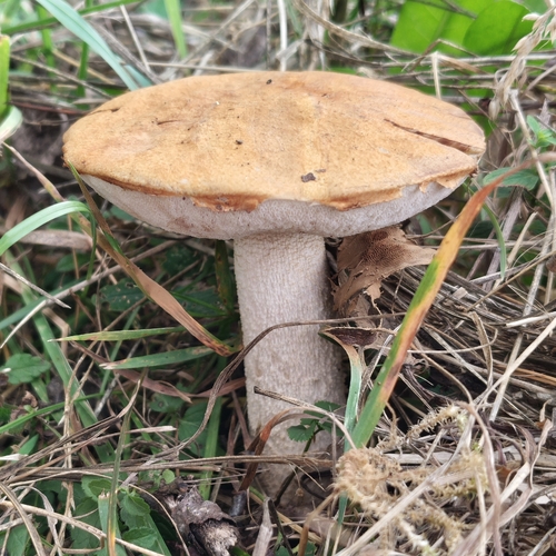 Leccinum leucopodium