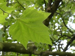 Platanus