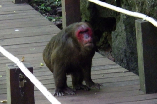 Stump-tailed Macaque