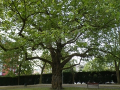 Platanus