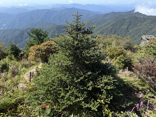 Abies koreana observed 2026-09-09