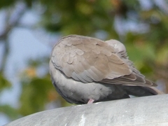 Streptopelia decaocto