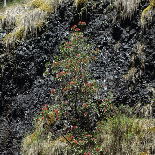 Telopea truncata, photograph 2