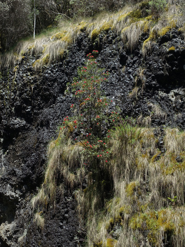 Telopea truncata, photograph 3
