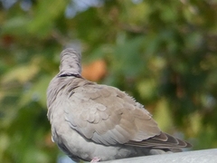 Streptopelia decaocto