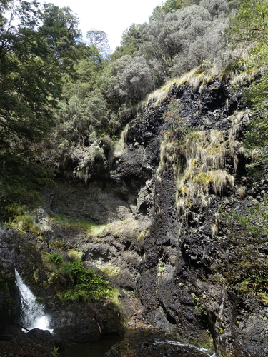 Telopea truncata, photograph 4