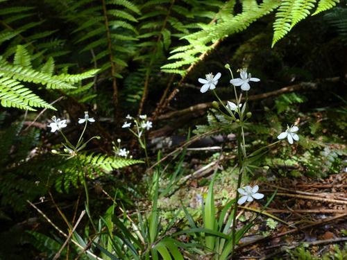 Libertia pulchella