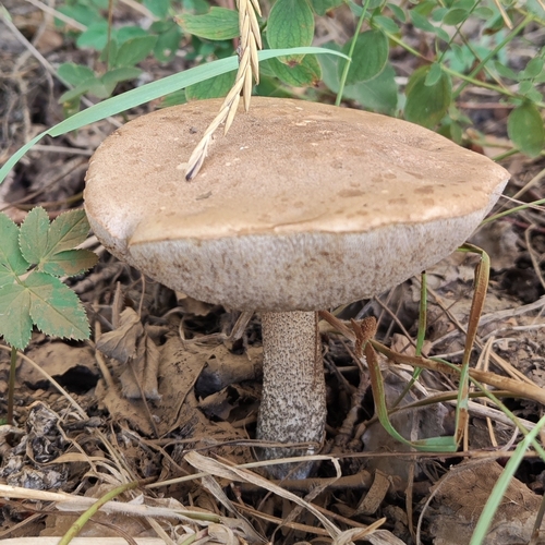 Brown Birch-bolete