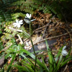 Libertia pulchella, photograph author not stated, no rights reserved