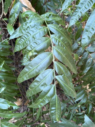 Stenochlaena palustris, photograph 4
