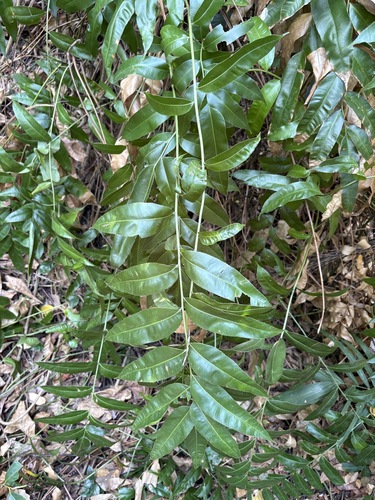 Stenochlaena palustris, photograph 3