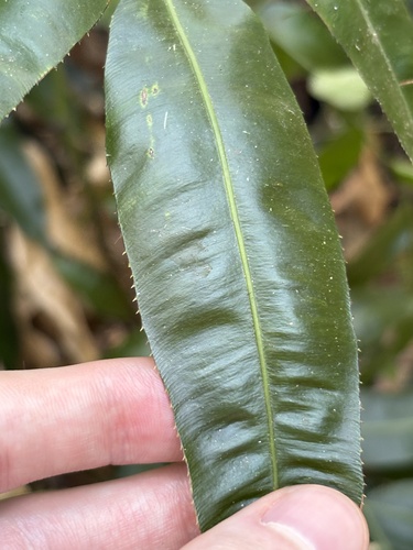 Stenochlaena palustris, photograph 5
