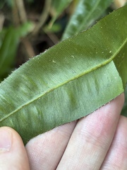 Stenochlaena palustris, photograph (c) Thomas Mesaglio, some rights reserved (CC BY)