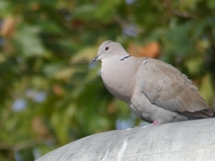 Streptopelia decaocto