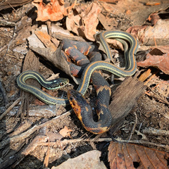 Thamnophis proximus proximus