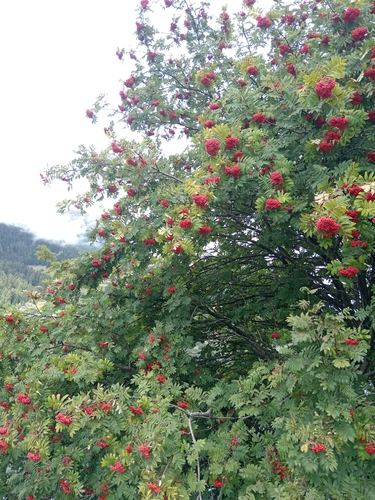 European mountain ash