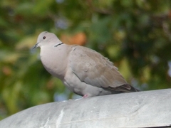 Streptopelia decaocto