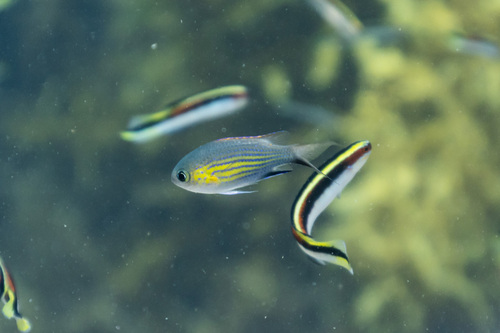 Chromis vanderbilti observed 2026-08-22
