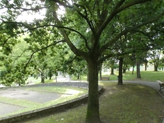 Quercus