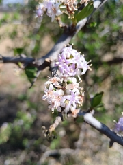 Ehretia rigida, photograph (c) Hildegard Klein, some rights reserved (CC BY)