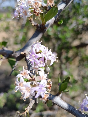 Ehretia rigida, photograph 6