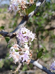 Ehretia rigida, photograph (c) Hildegard Klein, some rights reserved (CC BY)