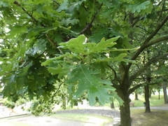 Quercus