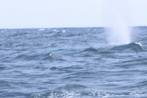 Blue whale