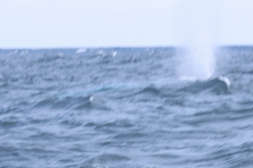Blue whale