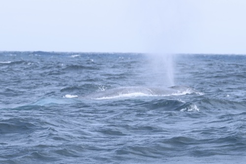 Blue whale