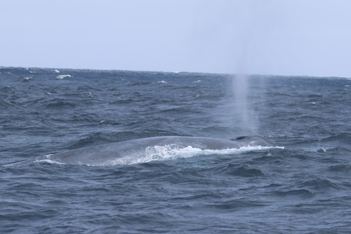 Blue whale