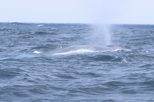 Blue whale