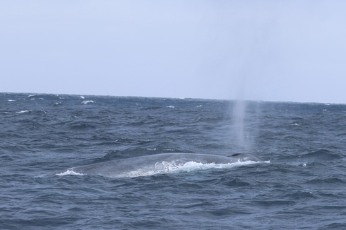 Blue whale