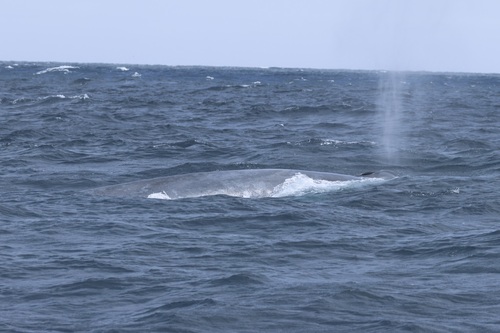 Blue whale