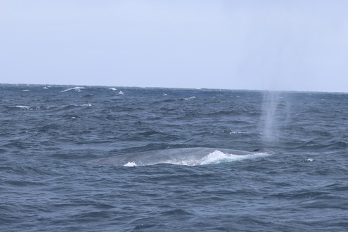 Blue whale