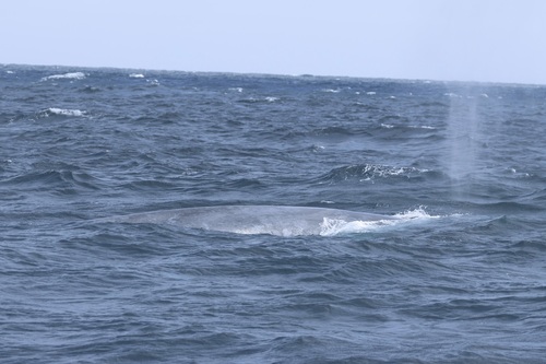 Blue whale