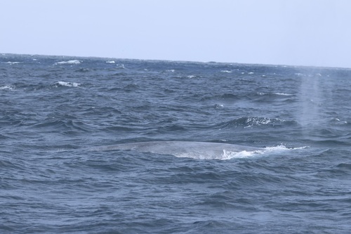 Blue whale