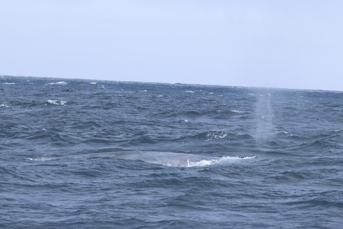 Blue whale