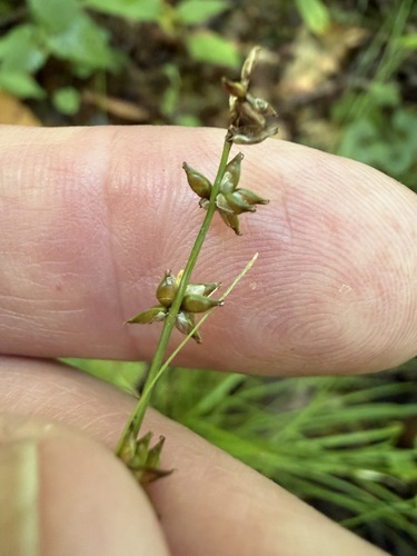 Carex rosea, 2026-09-07