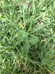 Trifolium repens