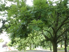 Quercus