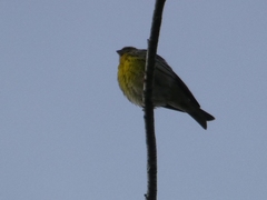 Serinus serinus