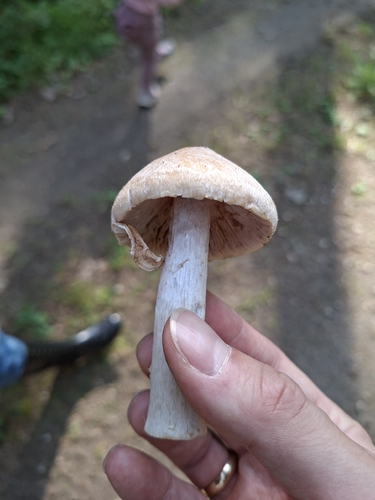 Wrinkled Cortinarius