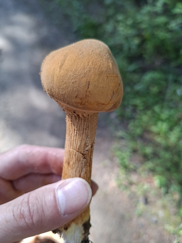Golden Cap