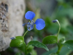 Commelina forskaolii, photograph (c) Krzysztof Ziarnek, some rights reserved (CC BY)