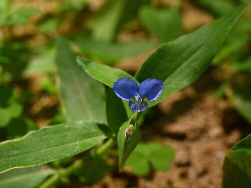 Commelina forskaolii, photograph 1