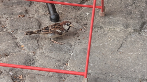 Italian Sparrow