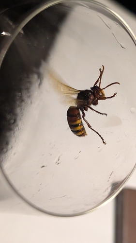 European Hornet