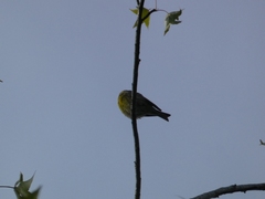 Serinus serinus