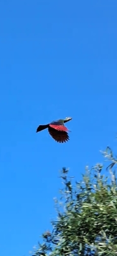 iNaturalist image